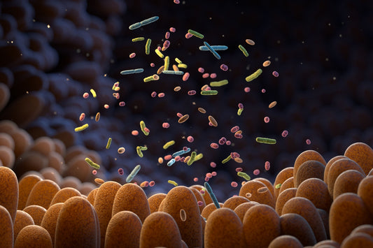 LA IMPORTANCIA DE MANTENER UN EQUILIBRIO EN NUESTRA MICROBIOTA INTESTINAL Y SU IMPACTO EN ENFEMERMEDADES METABÓLICAS COMO LA DIABETES MELLITUS